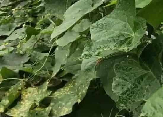 植物虫害|丝瓜病虫害防治方法与技术措施