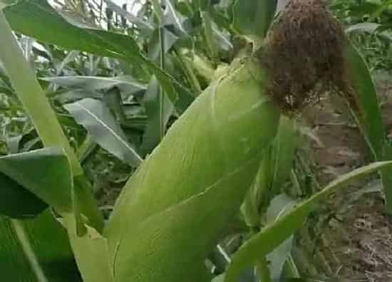 果实成熟|夏玉米成熟期多少天
