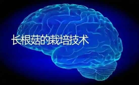 长根菇的栽培技术 | 食用菌种植