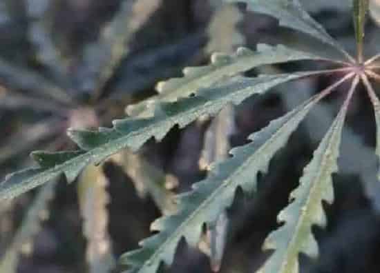 养殖方法|孔雀木的养殖方法和注意事项