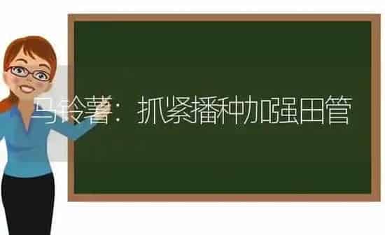 马铃薯：抓紧播种加强田管 | 粮油作物种植