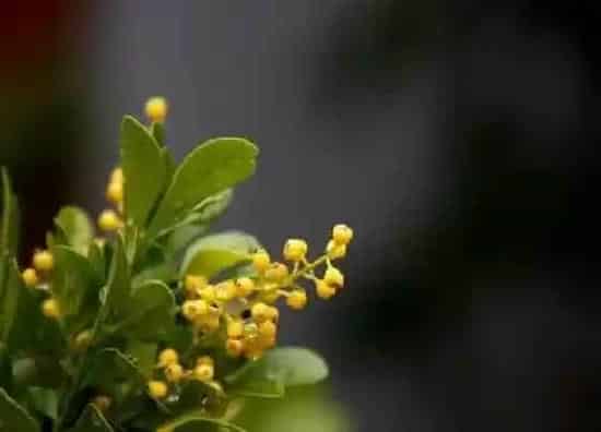 习性特点|米兰的生长习性特点和生长环境条件
