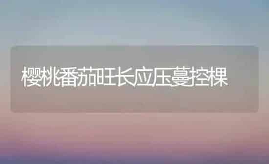 樱桃番茄旺长应压蔓控棵 | 瓜果种植
