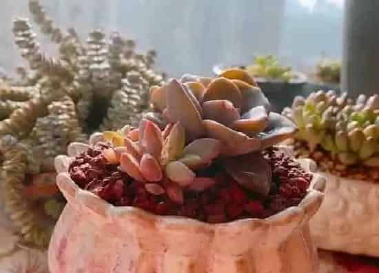 植物移栽|胧月老桩上盆时间与养护方法