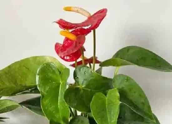 植物浇水|红掌可以用茶水浇吗