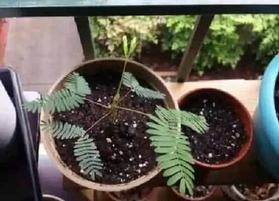 植物换土|含羞草换土时间和方法