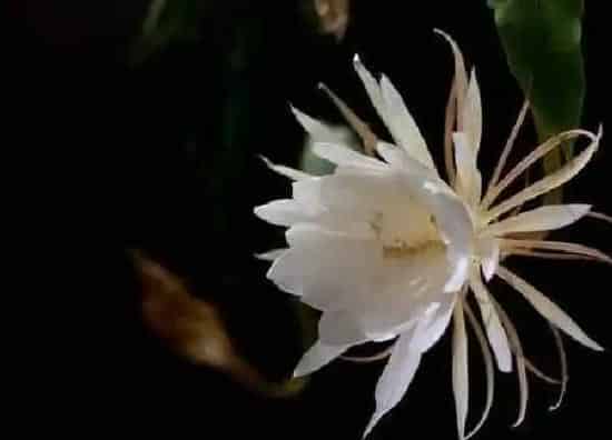 养殖方法|昙花怎么养才茂盛