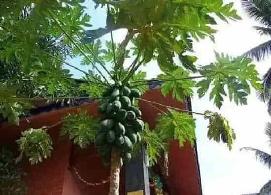 植物产地|菲律宾产什么水果