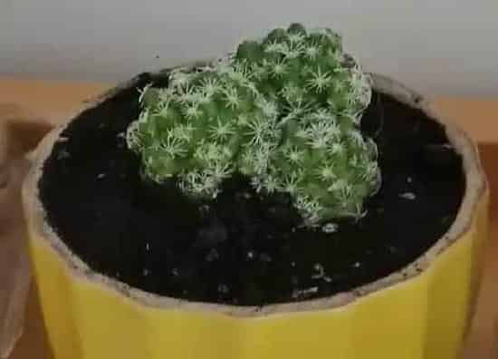 植物浇水|仙人球水浇多了怎么办 浇水过多补救方法