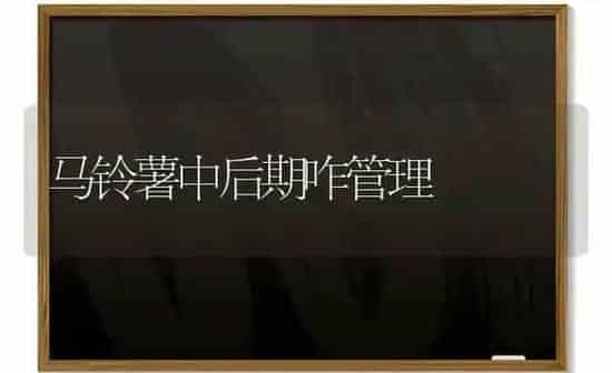 马铃薯中后期咋管理 | 粮油作物种植