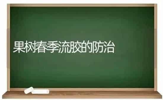 果树春季流胶的防治 | 瓜果种植