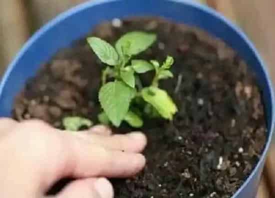 植物扦插|薄荷插枝能活吗