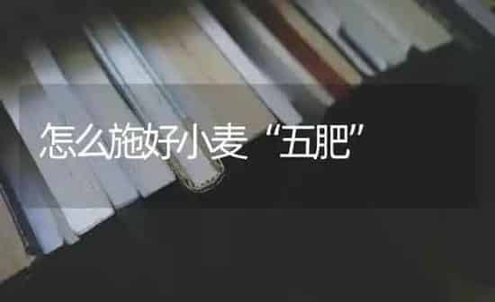 怎么施好小麦“五肥” | 粮油作物种植