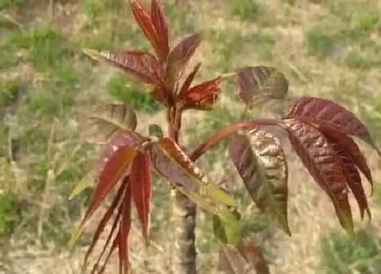 果实成熟|香椿芽采摘时间和收获季节