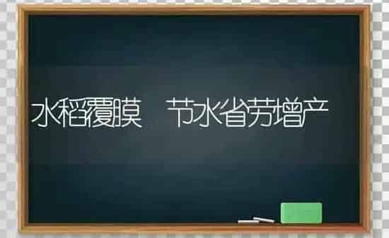 水稻覆膜 节水省劳增产 | 粮油作物种植
