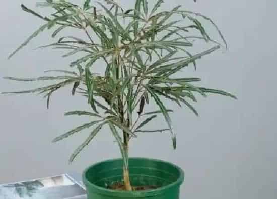 养殖方法|孔雀木的养殖方法和注意事项