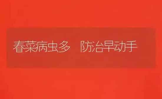 春菜病虫多 防治早动手 | 蔬菜种植