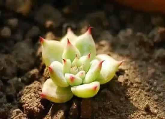 养殖方法|栽花怎么能使花快速扎根（促进花卉根系生长的措施）
