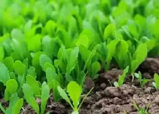 植物修剪|菜苗徒长怎么办