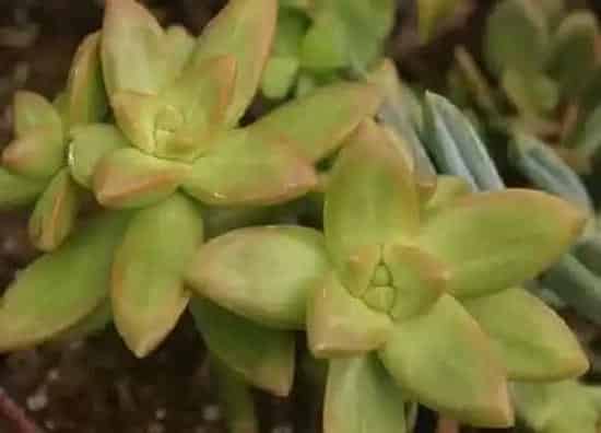 植物播种|多肉植物什么时候播种 合适播种时间