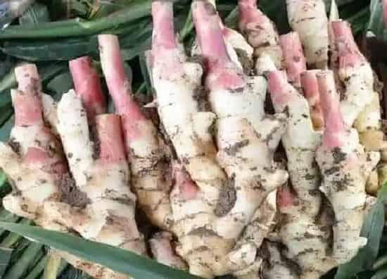 食用科普|嫩姜可以生吃吗