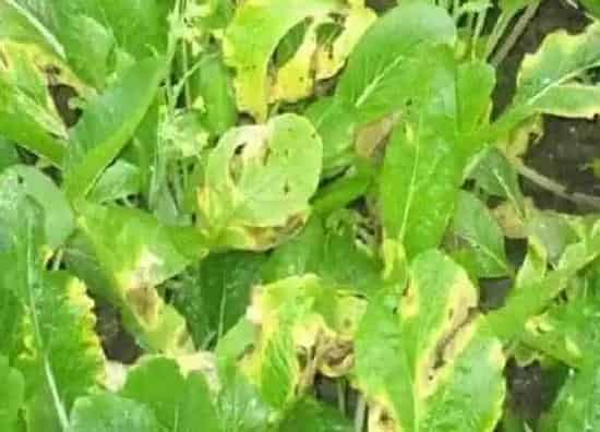 植物虫害|蔬菜病虫害防治技术与方法措施