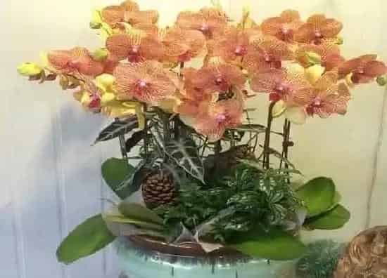 夏天植物|蝴蝶兰怎么度夏安全