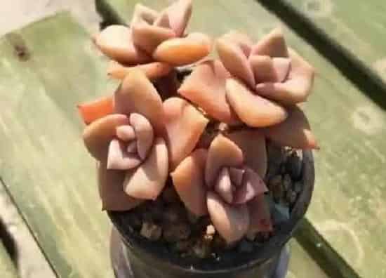 养殖方法|旭鹤多肉怎么养长的好