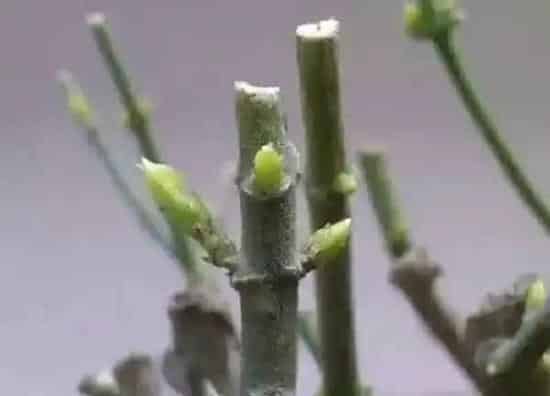 植物扦插|芍药几月份扦插最好