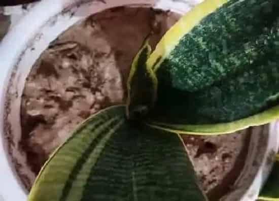种植土壤|虎皮兰适合什么土壤种植