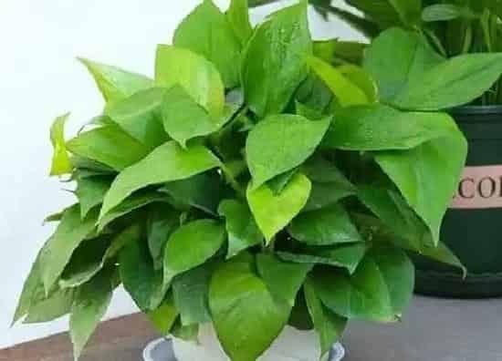 植物种类|绿萝是裸子植物吗