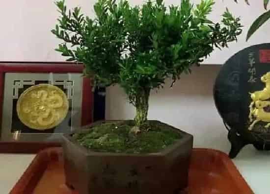 养殖科普|小叶黄杨好养吗 养殖方法和养护要点