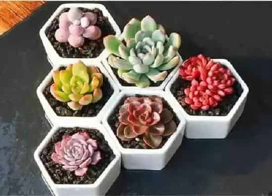 养殖方法|栽花怎么能使花快速扎根（促进花卉根系生长的措施）