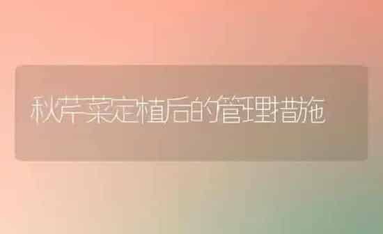 秋芹菜定植后的管理措施 | 蔬菜种植