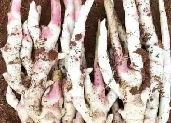 食用科普|嫩姜可以生吃吗