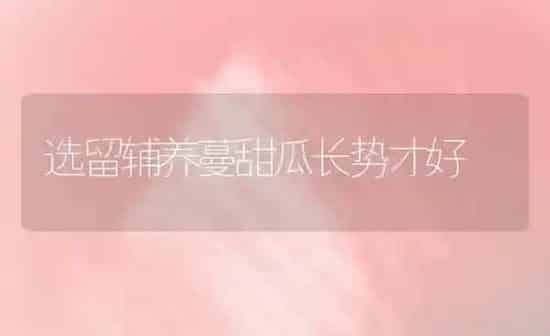 选留辅养蔓甜瓜长势才好 | 瓜果种植