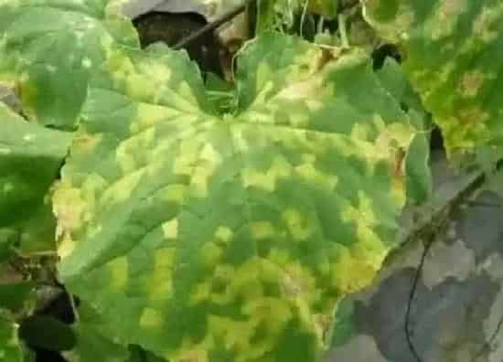 植物虫害|蔬菜病虫害防治技术与方法措施
