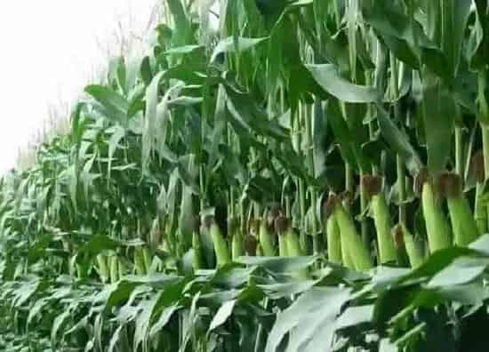 种子|硕秋702玉米品种审定公告（硕秋702种子特征特性简介）