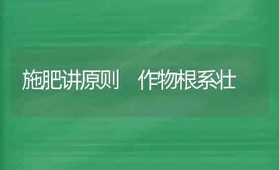 施肥讲原则 作物根系壮 | 种植肥料施肥