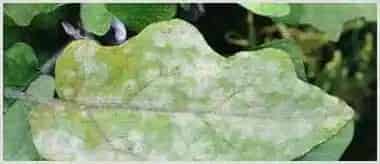 有什么特效药可以防治作物白粉病？ | 种植施肥