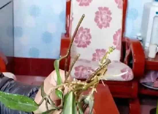 植物扦插|球兰几月份扦插最好