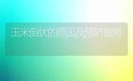 玉米倒伏的原因及预防措施 | 粮油作物种植