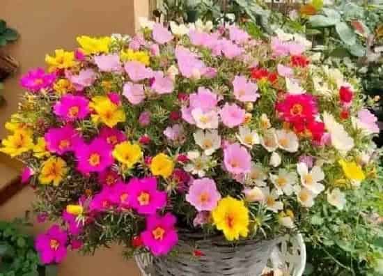 养殖方法|栽花怎么能使花快速扎根（促进花卉根系生长的措施）