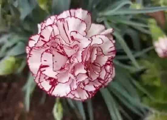 不开花|康乃馨为什么不开花