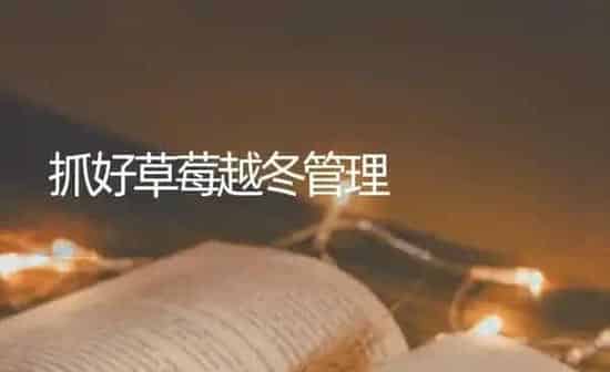 抓好草莓越冬管理 | 瓜果种植
