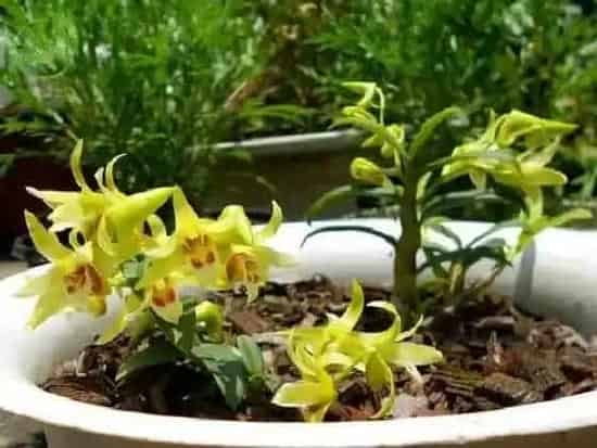 阳台摆放|阳台种植石斛的时间和方法步骤