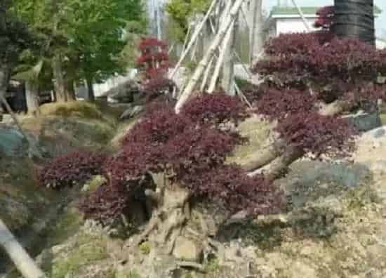 盆景|红继木下山桩怎么养护