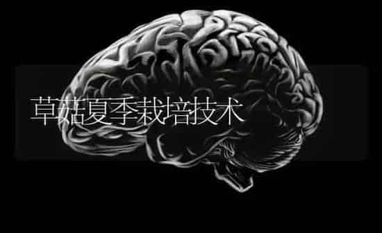 草菇夏季栽培技术 | 食用菌种植