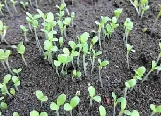 植物修剪|菜苗徒长怎么办