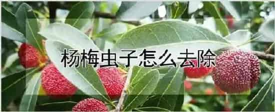 杨梅虫子怎么去除 | 耕种资料